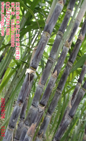 莲藕新品种 北方甘蔗新品种 盆栽荷花 速生杨树苗