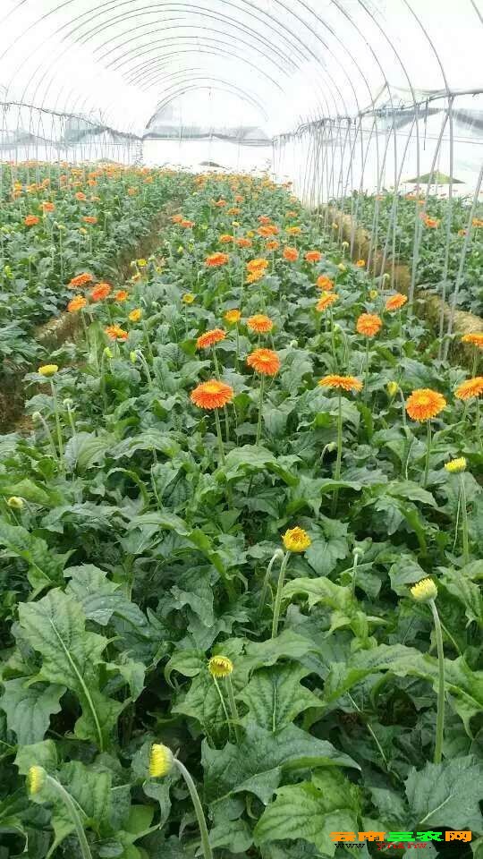 云南非洲菊#云南非洲菊种苗#非洲菊种苗哪家的好?
