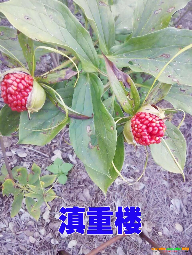 * 曲靖云南重楼种苗 * 重楼小苗信息 @ 云南滇重楼 * 重楼种苗销售 *