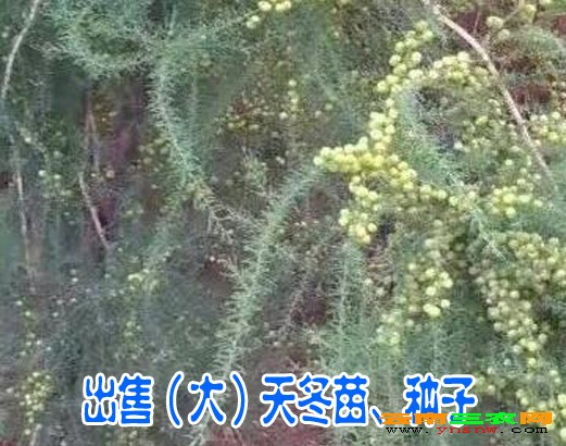 老虎蛇尾巴什么成语_老虎尾巴图片(3)