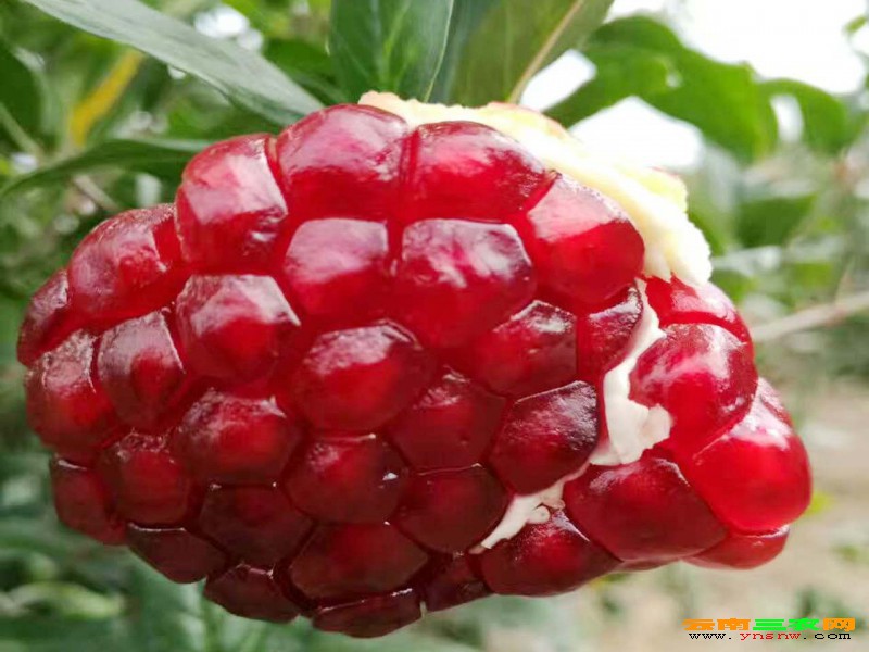 http:\/\/www.ynsnw.com\/mall\/show.php?itemid