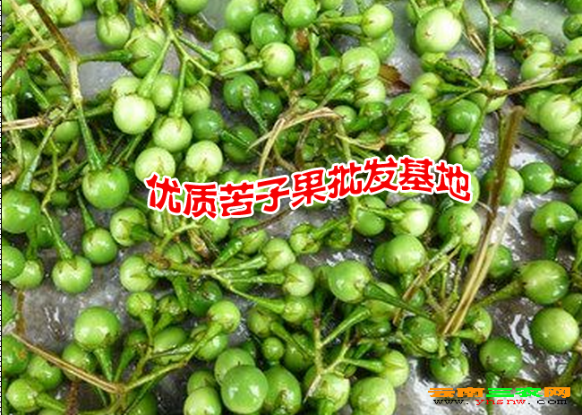 苦子果又叫苦茄 广南县坝美那力苦子果种植基地供应