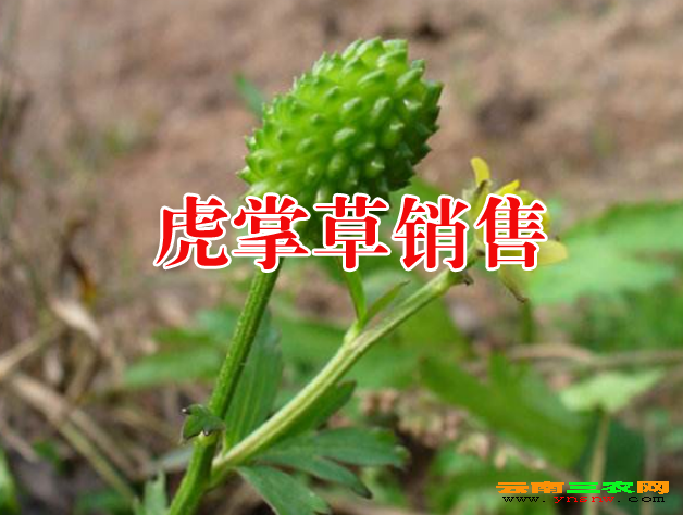 细辛多少钱一斤细辛价格行情2017细辛价格网