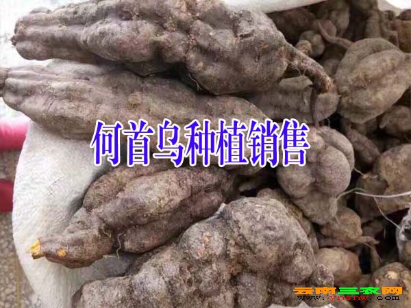 何首乌种植户云南何首乌多少钱何首乌批发市场价