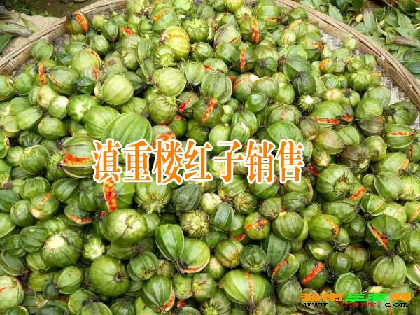 普洱景东哪里有重楼销售镇沅七叶一枝花种子价格