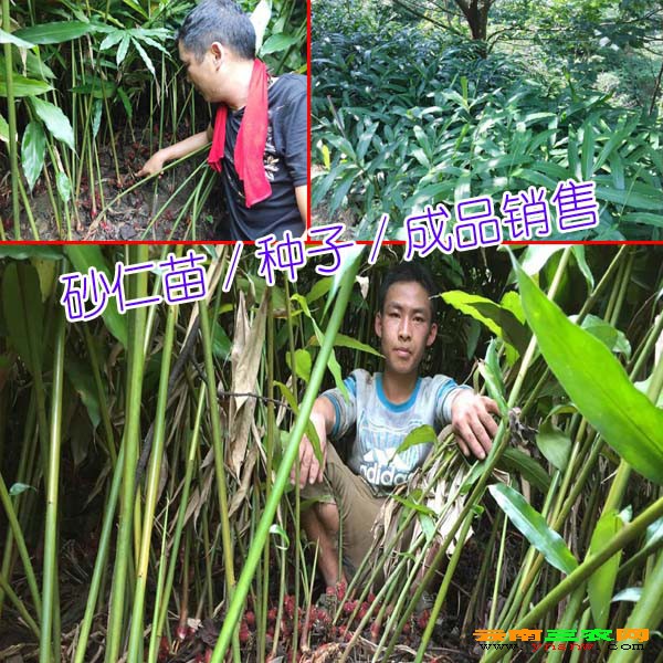 砂仁苗价格