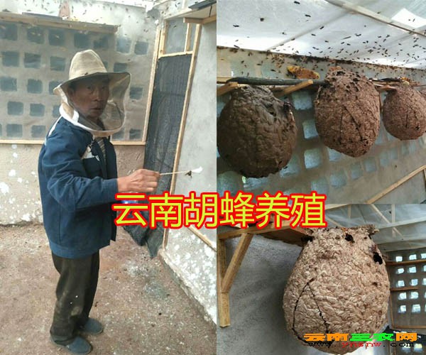 胡蜂销售云南大黄蜂养殖赚钱技术胡蜂养殖条件参数