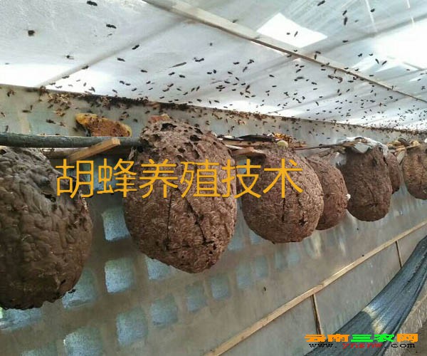 2017年四季度云南胡蜂养殖供应@云南虎头蜂一只的价格