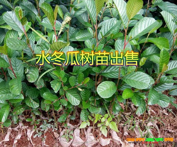 云南水冬瓜|水冬瓜树|水冬瓜木材特点