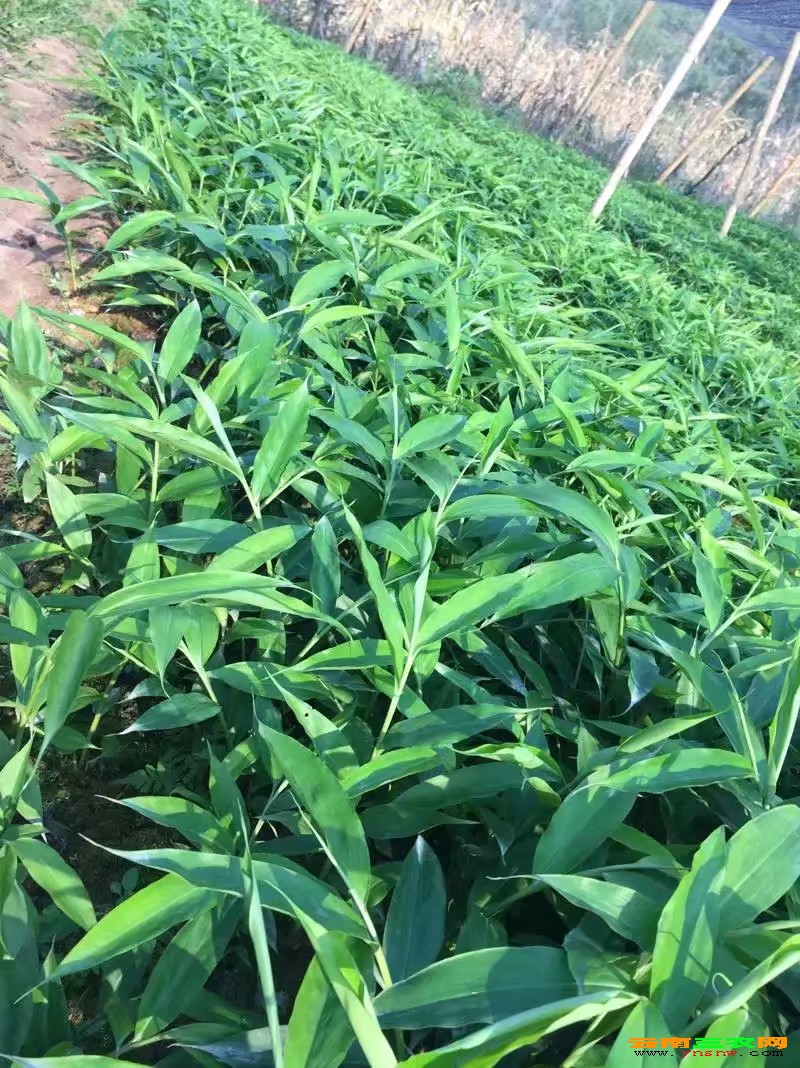 阳春砂,春砂仁,蜜砂仁就是砂仁*最瓣行情基地行情