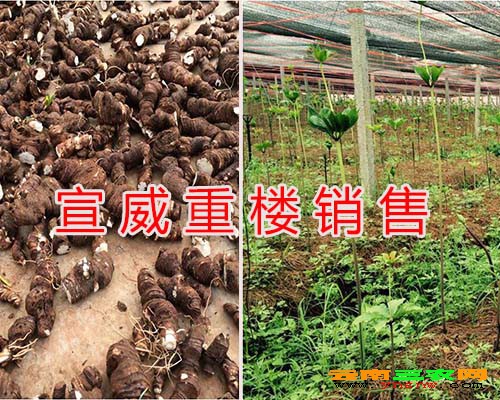 价格-宣威白芨种植生产基地   近期公司有大量优质金铁锁种子,冰球子