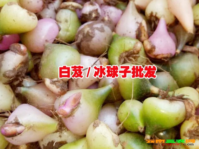 冰球子多少钱一斤_冰球子多少钱一斤_冰球子和山慈菇区别