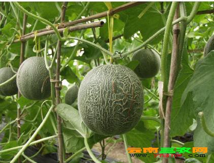 玫珑瓜又称网纹瓜