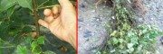 贵州吴茱萸亩产多少#中花吴茱萸苗销售_2018吴茱萸苗价格