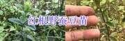 红根野蚕豆图片-红根野蚕豆批发-云南普洱红根野蚕豆种植