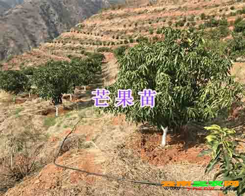 红河青芒果苗多少钱一棵?晚熟芒果苗批发*元阳