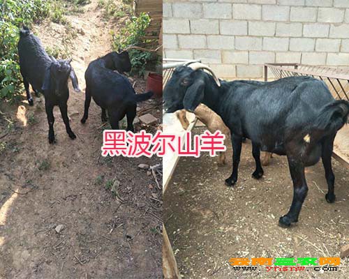 禄劝黑山羊曲谱_禄劝县