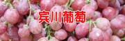 云南宾川、红提葡萄、宾川县怎么样?