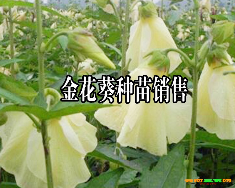 金花葵价格茶-2018金花葵花价格