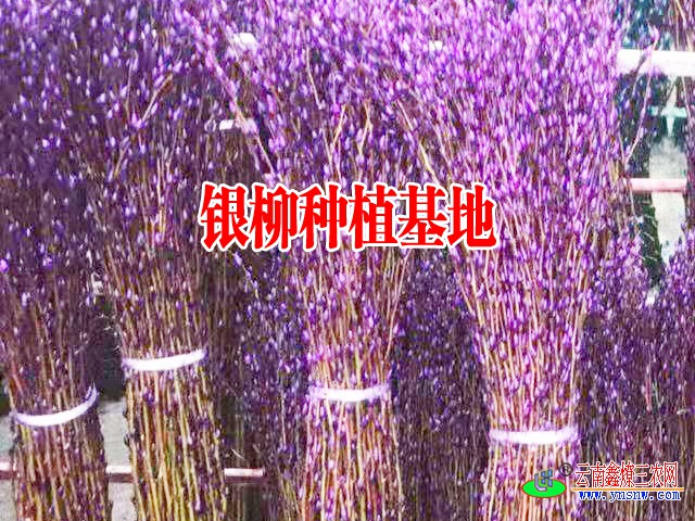 四川银柳基地银柳怎么养才好富贵竹放家里哪个位置好