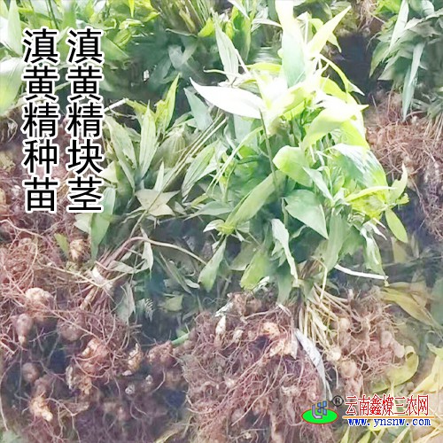 黄精块茎怎么催芽_黄精块茎育苗_一亩地需要多少斤黄精块茎