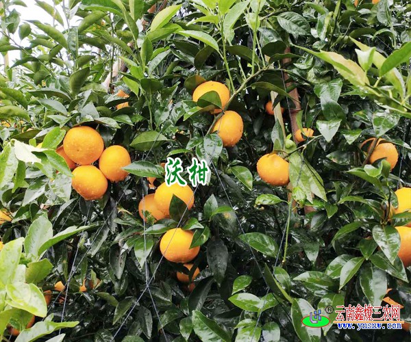 云南广西沃柑价格