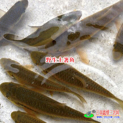 花鱼又叫什么鱼花鱼对伤口有什么作用