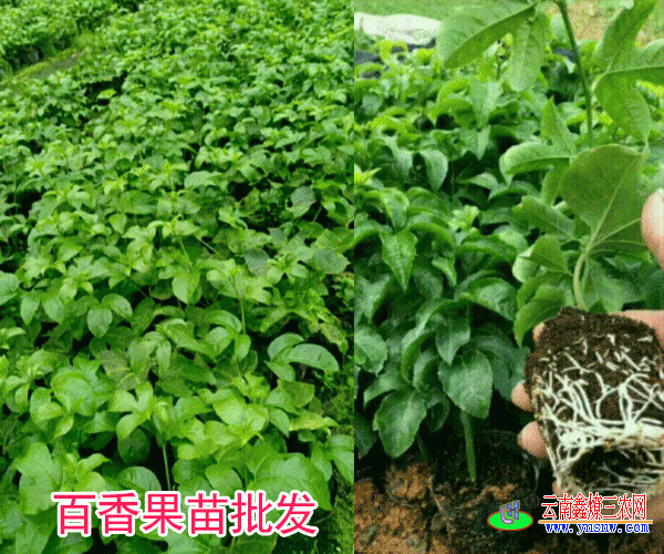 百香果种植海拔要求180-1900米(附图)