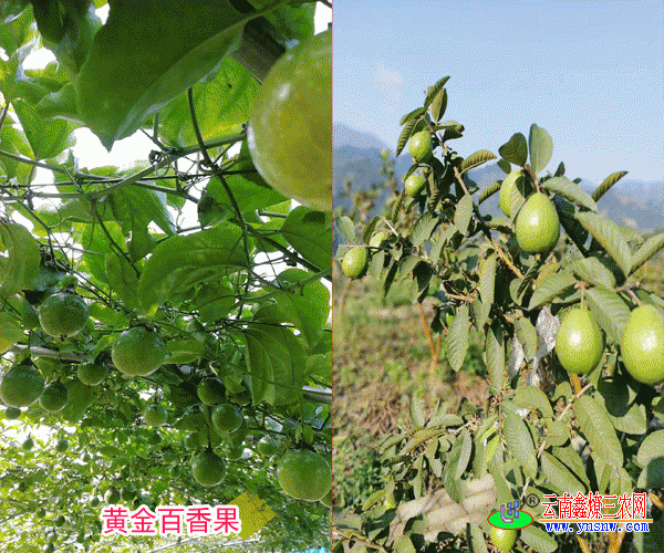 百香果种植海拔要求180-1900米(附图)