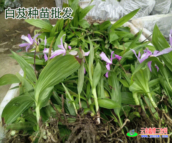 白芨种子繁殖技术_2019种植一亩白芨要多少钱?(图库)