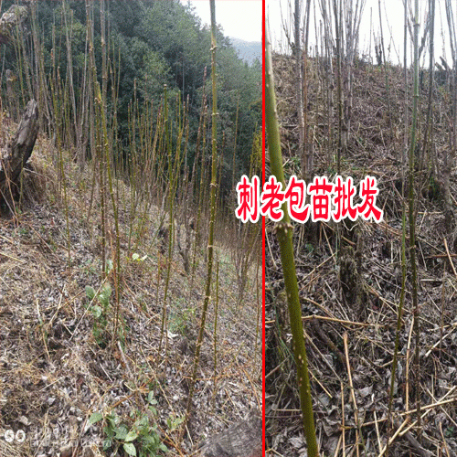刺老芽药用功效刺老包的种植扦插方法