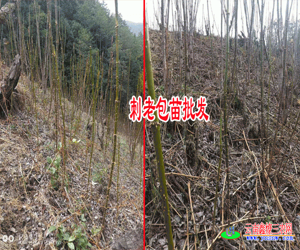 刺老包栽培技术(育苗\扦插育苗\移栽)