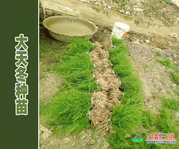陕西商洛市天冬苗价格比云南高