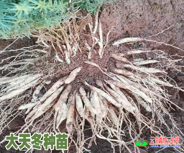 陕西商洛市天冬苗价格比云南高