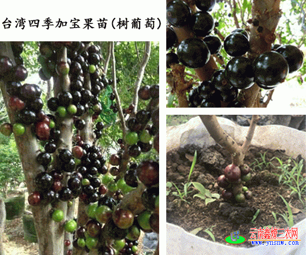葡萄苗_台湾树葡萄苗这样嫁接