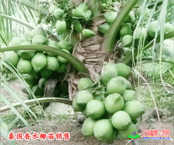 正宗泰国香水椰子苗_泰国香水椰子苗的适合种植温度