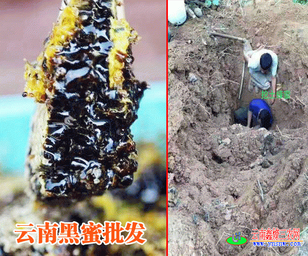 云南大排蜂供应商|大排蜂蜜客服热线