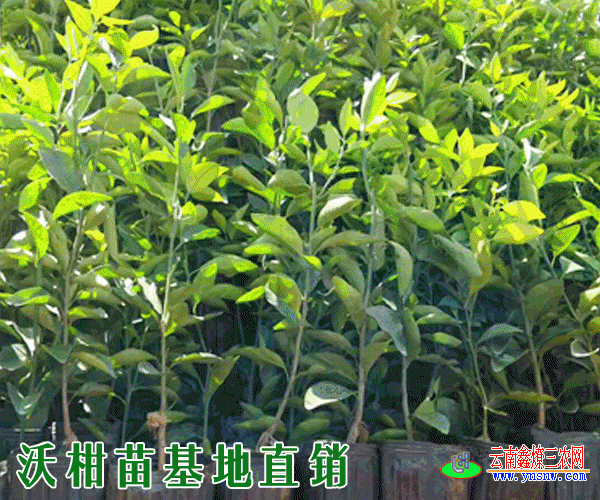 沃柑苗批发_云南农科院(沃柑苗)