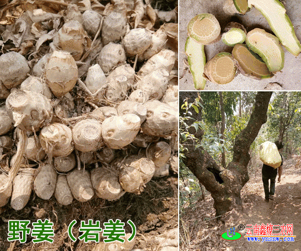 野姜(岩姜)_云南野姜图片