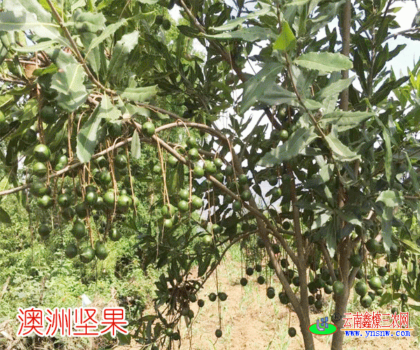 嫁接澳洲坚果苗多少钱一株