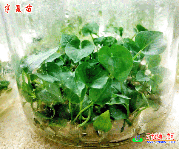 药材组培苗云南良种选育苗