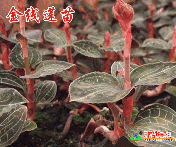 福建,贵州金线莲种苗多少钱一斤