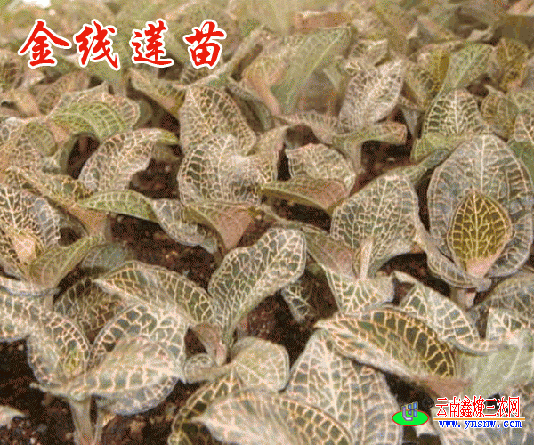 福建,贵州金线莲种苗多少钱一斤
