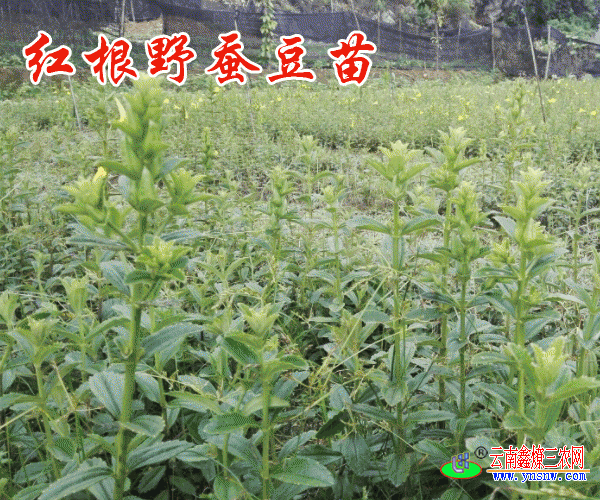 红根野蚕豆成什么样子?(附图)
