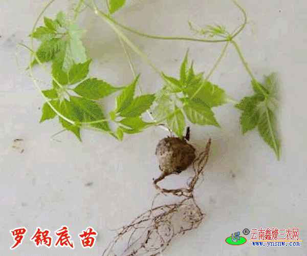 金银盆,土马兜铃,小金瓜,野黄瓜,金吊嫩黄瓜,金茨菇,土瓜内消,苦金盆