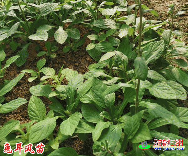 什么是兔儿风?_云南兔儿风种苗