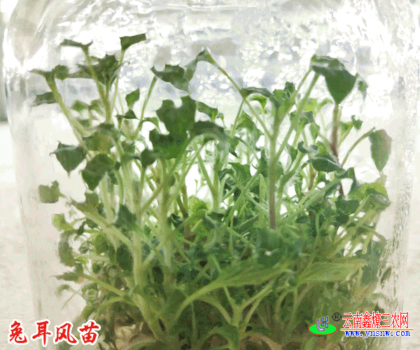 什么是兔儿风?_云南兔儿风种苗