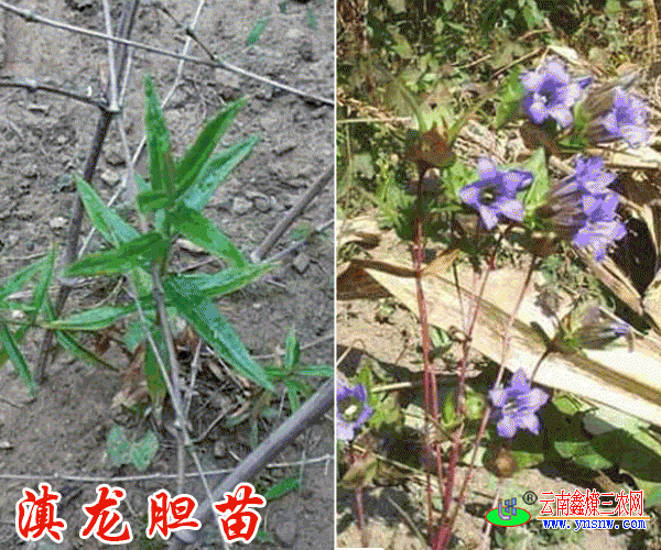 龙胆草(苗)的繁殖技术