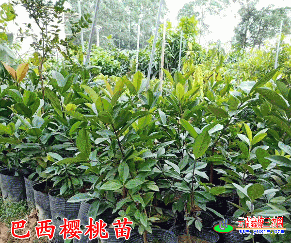 (赵明庆18378661290)广西百色市田阳县老赵果苗种植场,巴西樱桃树