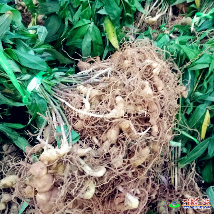 五叶滇黄精苗/节根黄精苗批发-云南多花黄精种苗